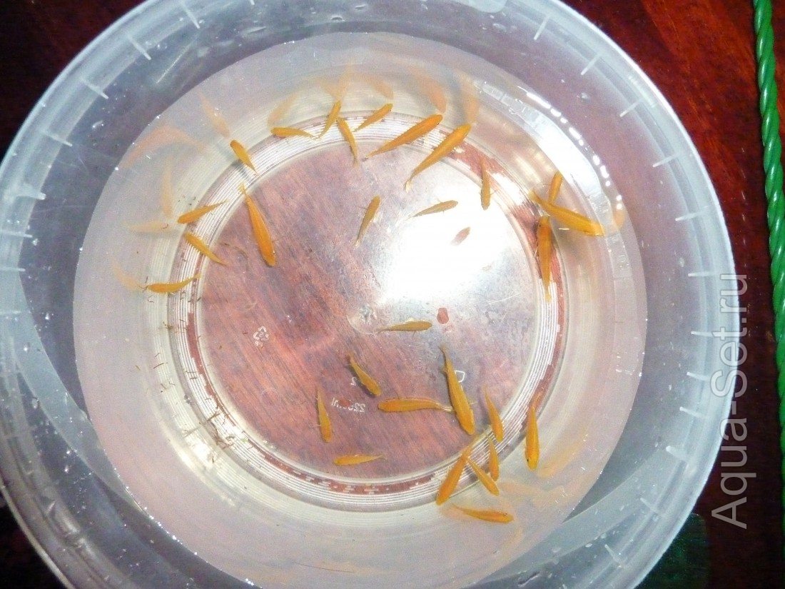 Продам Labidochromis caeruleus «Yellow» своего разведения (мальки, подростки)