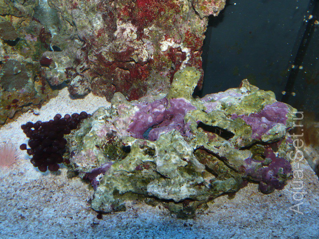 Немного моря(клиентский аквариум в стадии запуска)