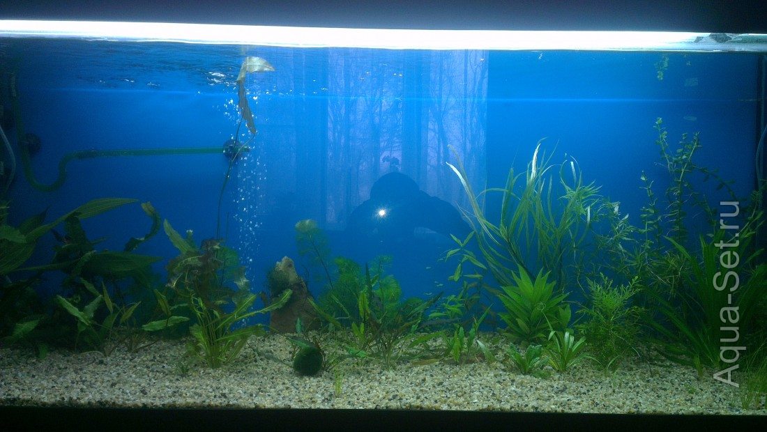 мои аквариумы (димасик)