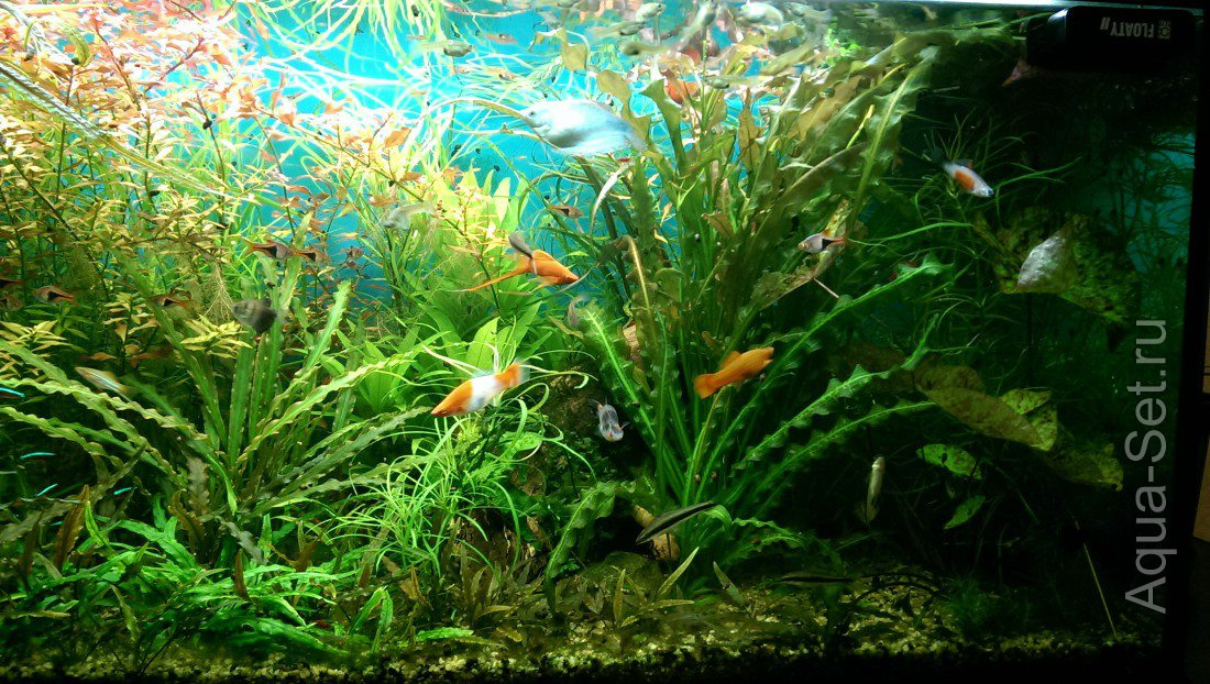 мои аквариумы (димасик)