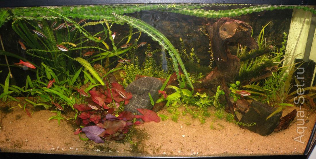 Мой аквариум (Ubrenfar) - 7 июля 2011 г.