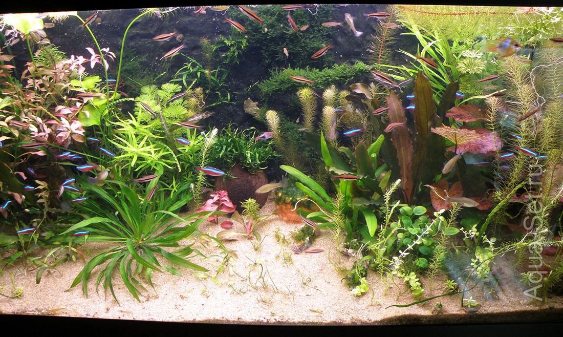 Мой аквариум (Ubrenfar) - 25 января 2012 г.