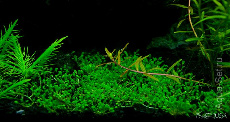 Новое (для меня :-) растение для нано аквариумов .