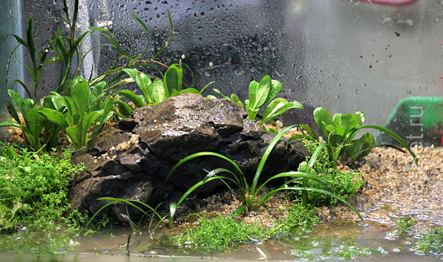 Пошаговое создание аквариума. Мастер Класс - Этот же камень после оформления растениями и перед заливкой воды.