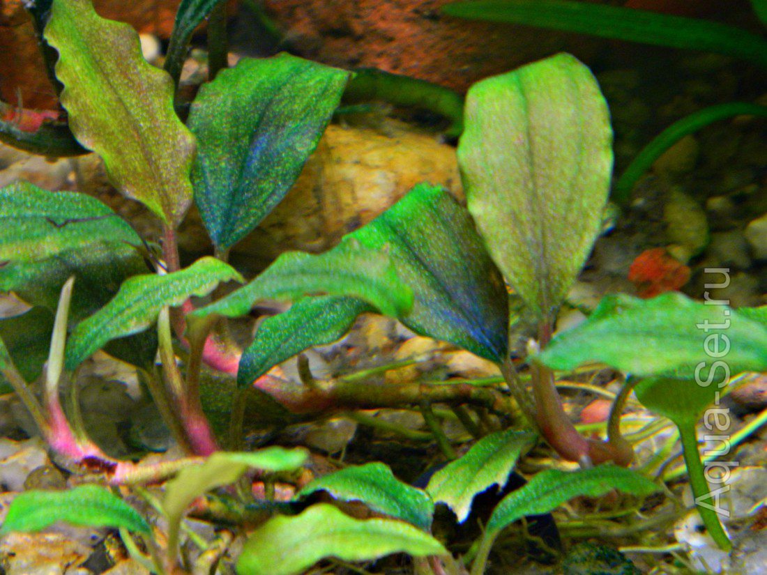Bucephalandra sp.