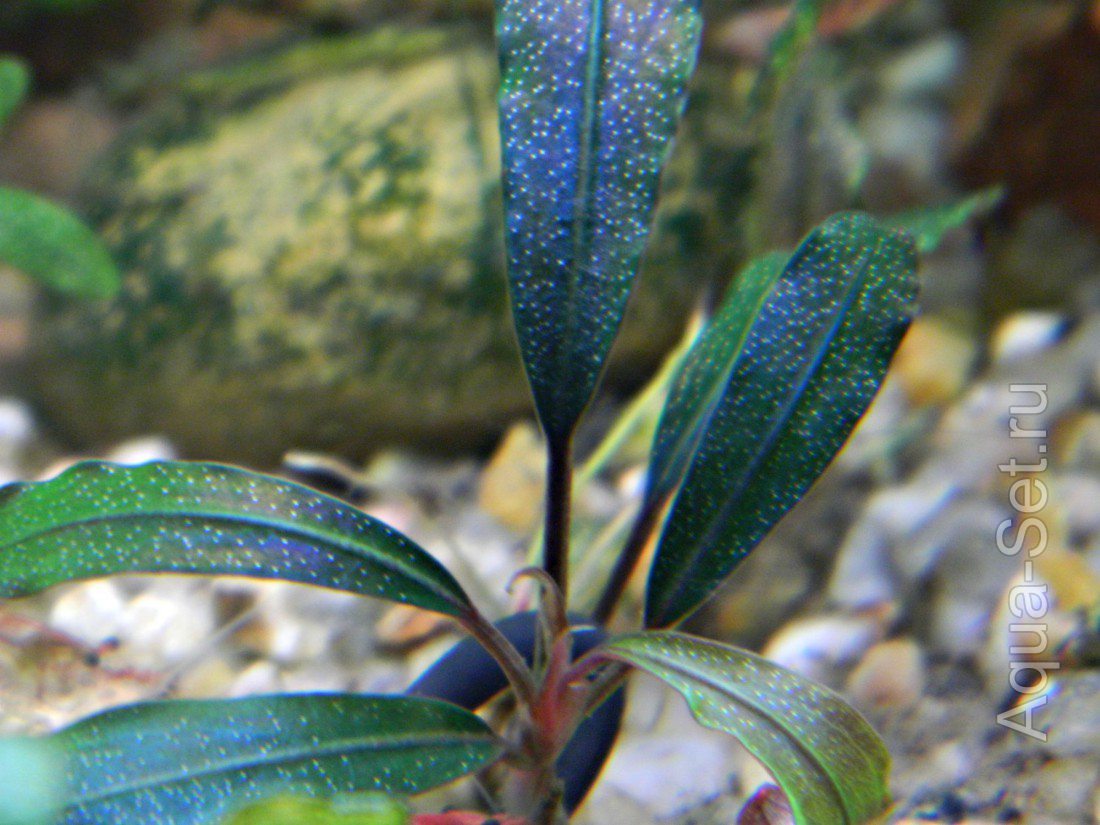 Bucephalandra sp.
