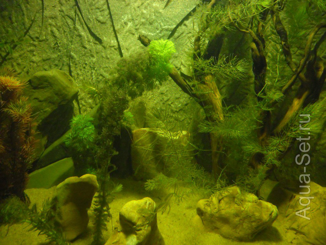 Вопрос по аквариуму 500 литров (tara)