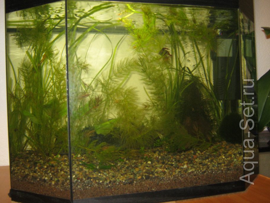 Мой аквариум на 50 литров. Опыты с землей (Natashka)
