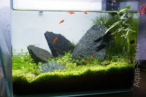 Мой нано аквариум - Краснодар